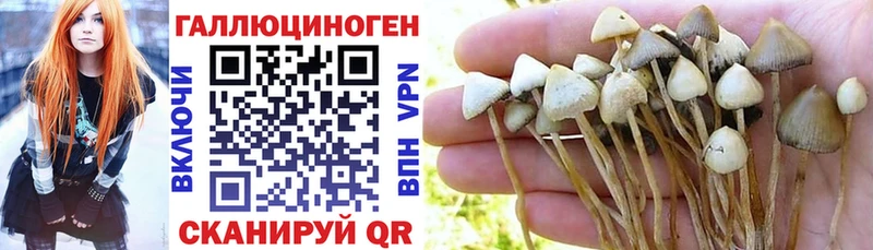 Галлюциногенные грибы Cubensis  Купить закладки  Северобайкальск 